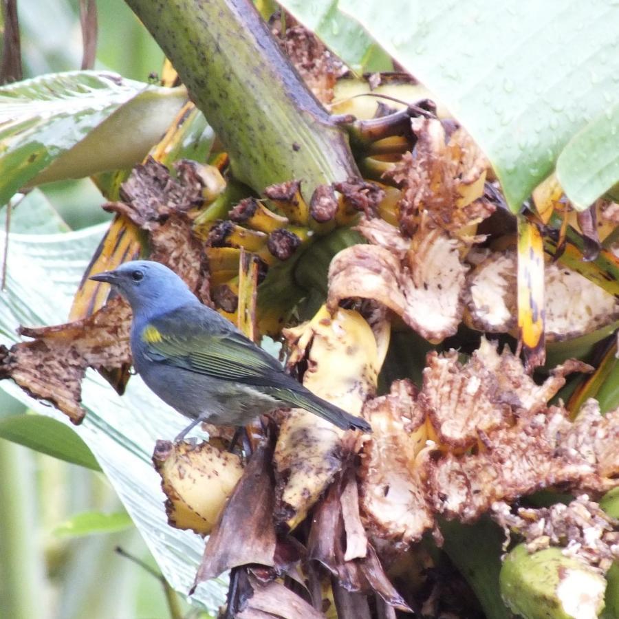 Chales Mirante Altos Ares Ilhabela Ngoại thất bức ảnh